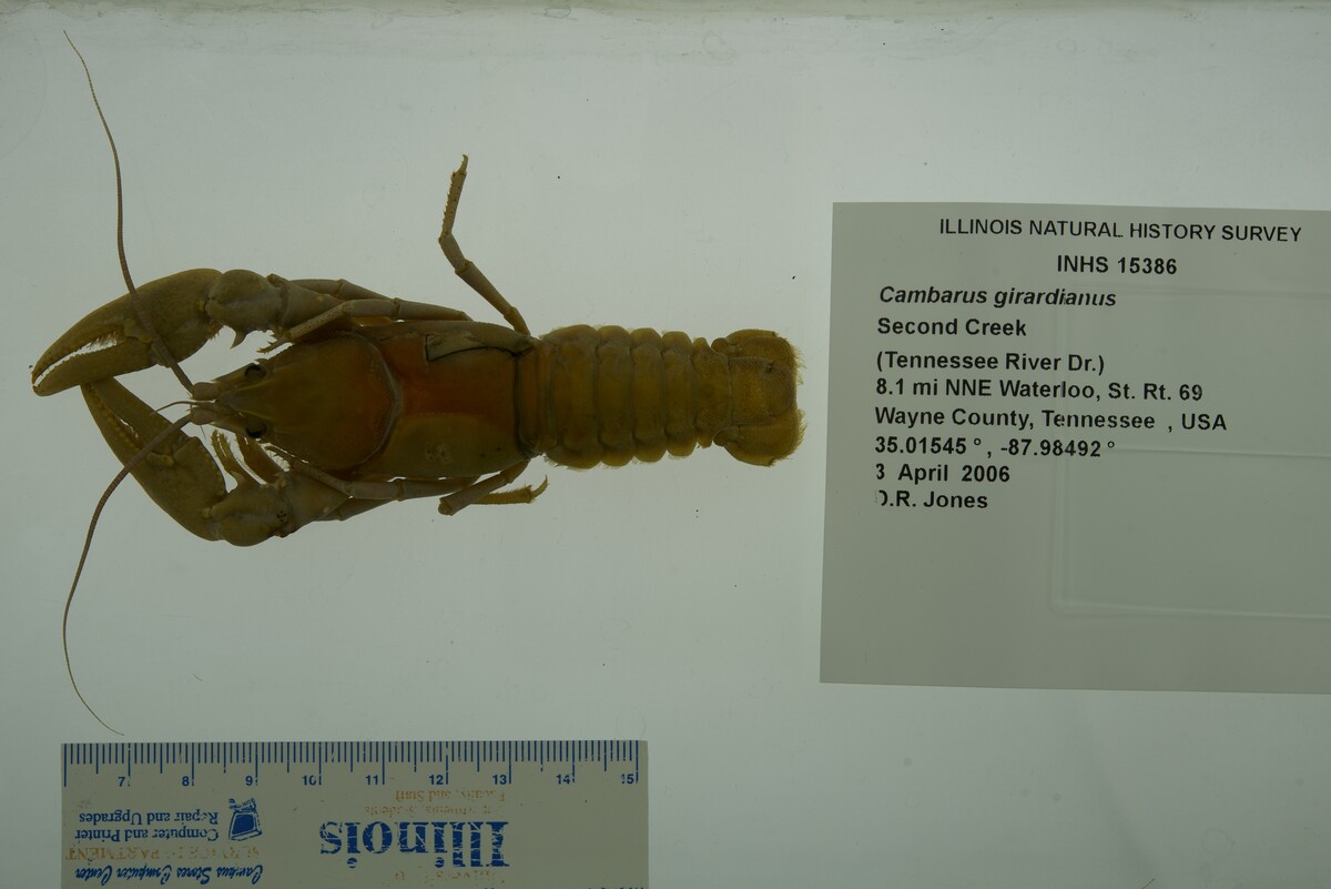 Cambarus girardianus image